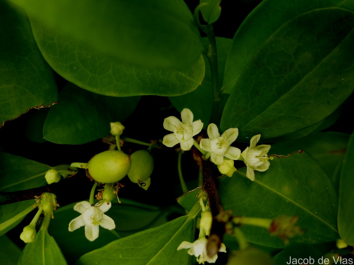 Erythroxylum novogranatense (D.Morris) Hieron.